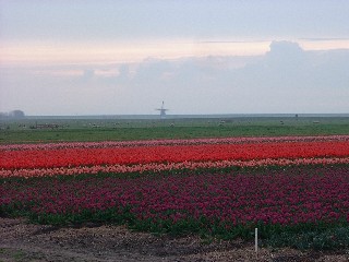 bollen voor de molen